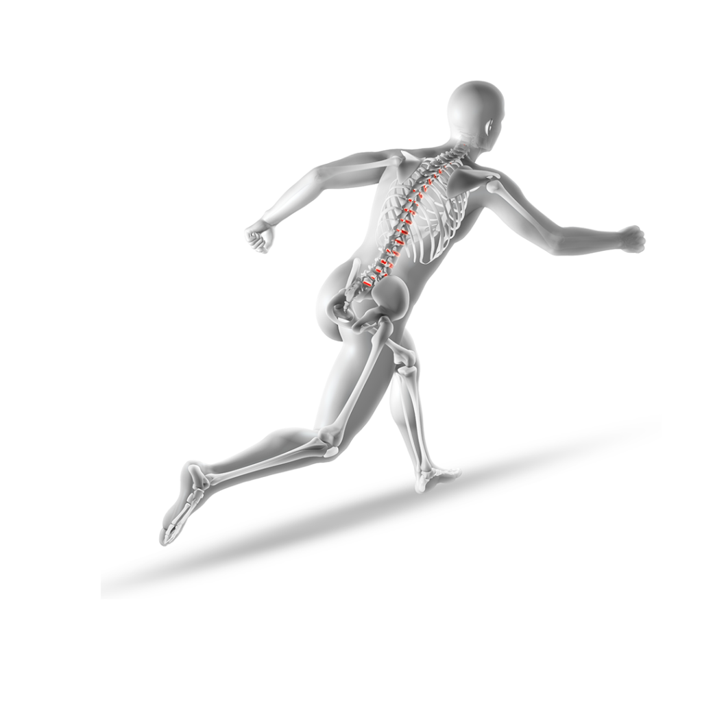 Anatomically Accurate Human Skeleton in Running Motion