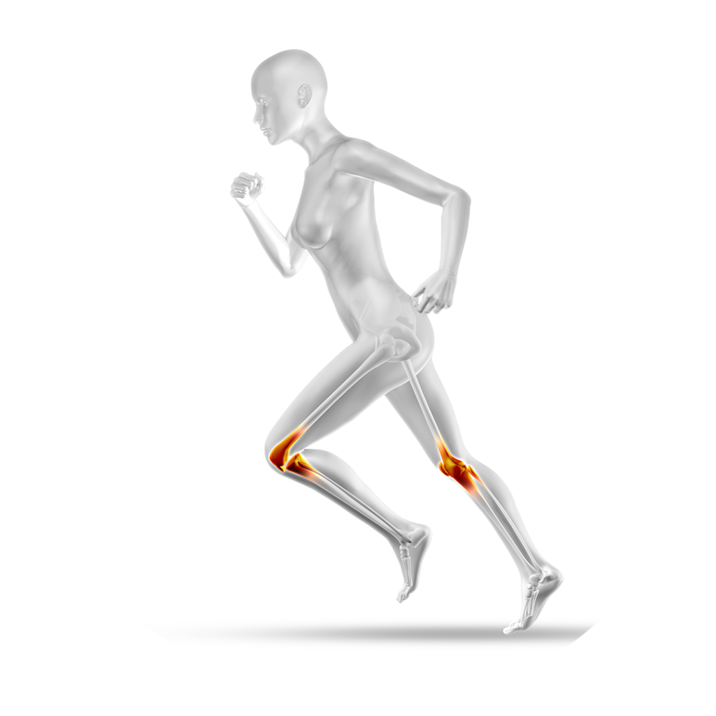 Anatomically Accurate Female Skeleton in Running Motion