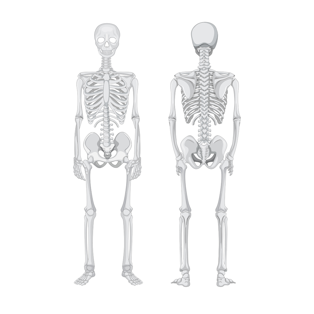 Front and back view of human skeleton anatomy.